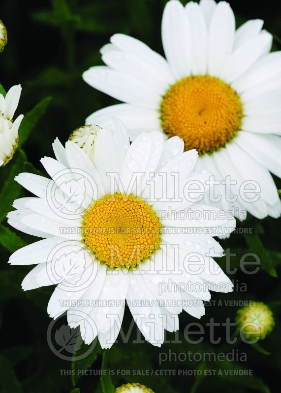 Leucanthemum Snowcap (Shasta Daisy) 7