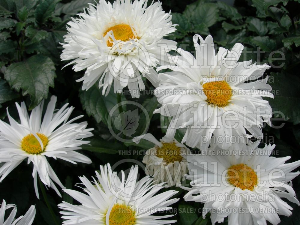 Leucanthemum Snowdrift (Shasta Daisy) 1  