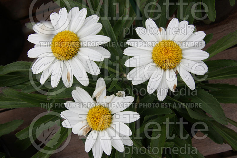 Leucanthemum Snow Lady (Shasta Daisy) 1