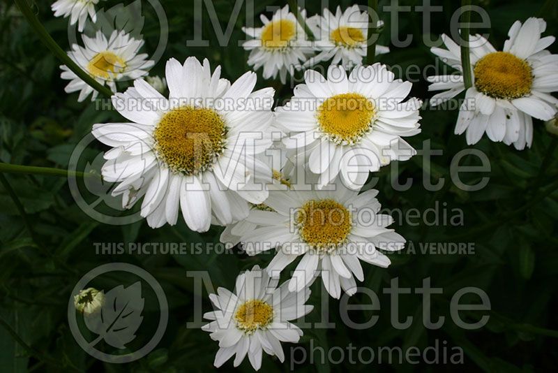 Leucanthemum Sunny Side Up (Shasta Daisy) 1