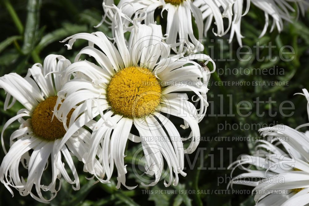 Leucanthemum Sweet Daisy Cher (Shasta Daisy) 3