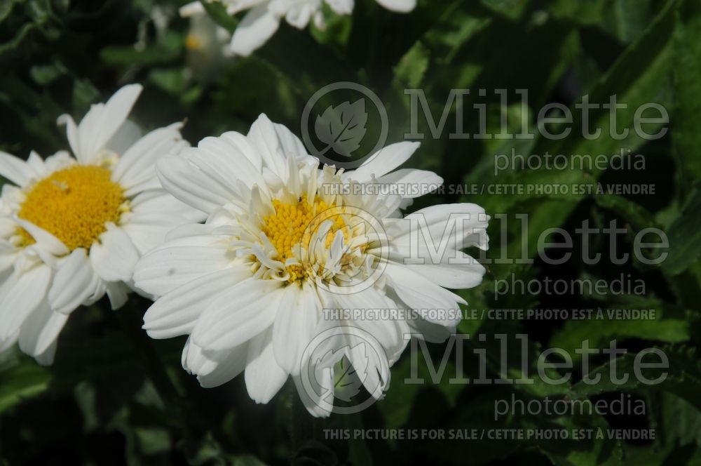 Leucanthemum or Chrysanthemum Victorian Secret (Shasta Daisy) 1