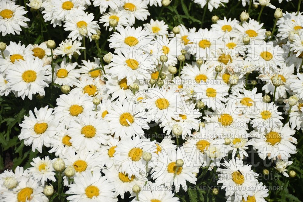 Leucanthemum White Knight (Shasta Daisy) 2