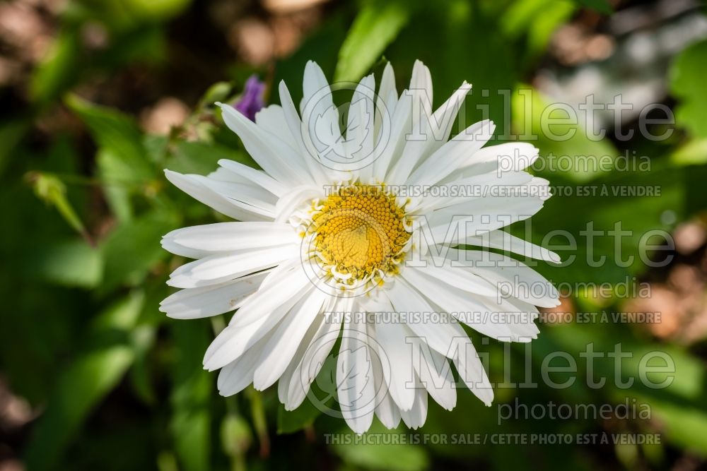 Leucanthemum Whoops-a-Daisy (Shasta Daisy) 2