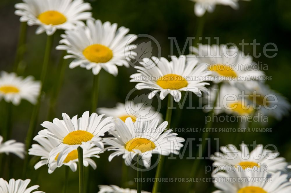 Leucanthemum vulgare aka Chrysanthemum vulgare (Shasta Daisy) 1