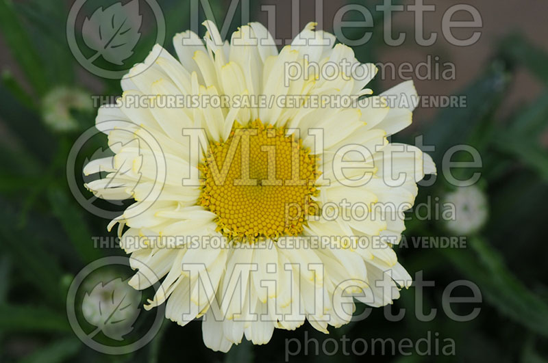 Leucanthemum Real Dream (Shasta Daisy) 1  