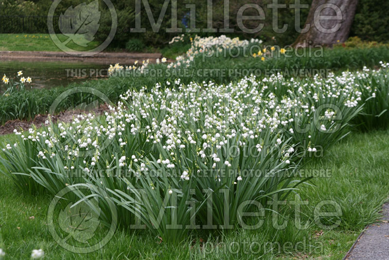 Leucojum aestivum (Summer snowflake) 1 