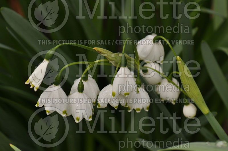 Leucojum vernum (Spring Snowflake) 1 