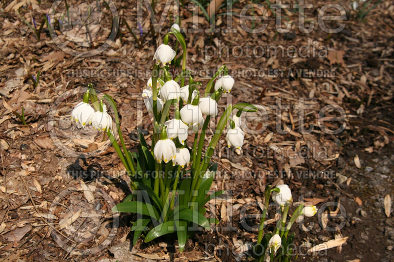 Leucojum vernum (Spring Snowflake) 2 