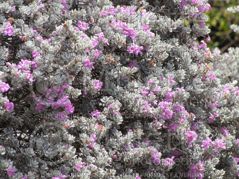 Leucophyllum frutescens (Texas sage , barometer bush) 3 