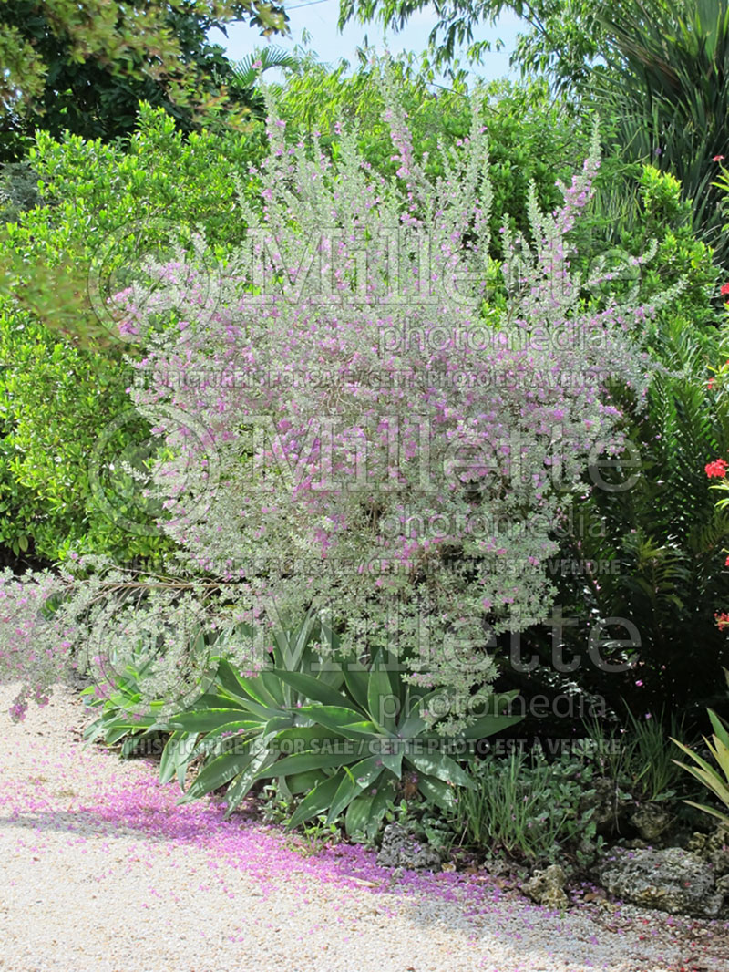 Leucophyllum frutescens (Texas sage , barometer bush) 1 