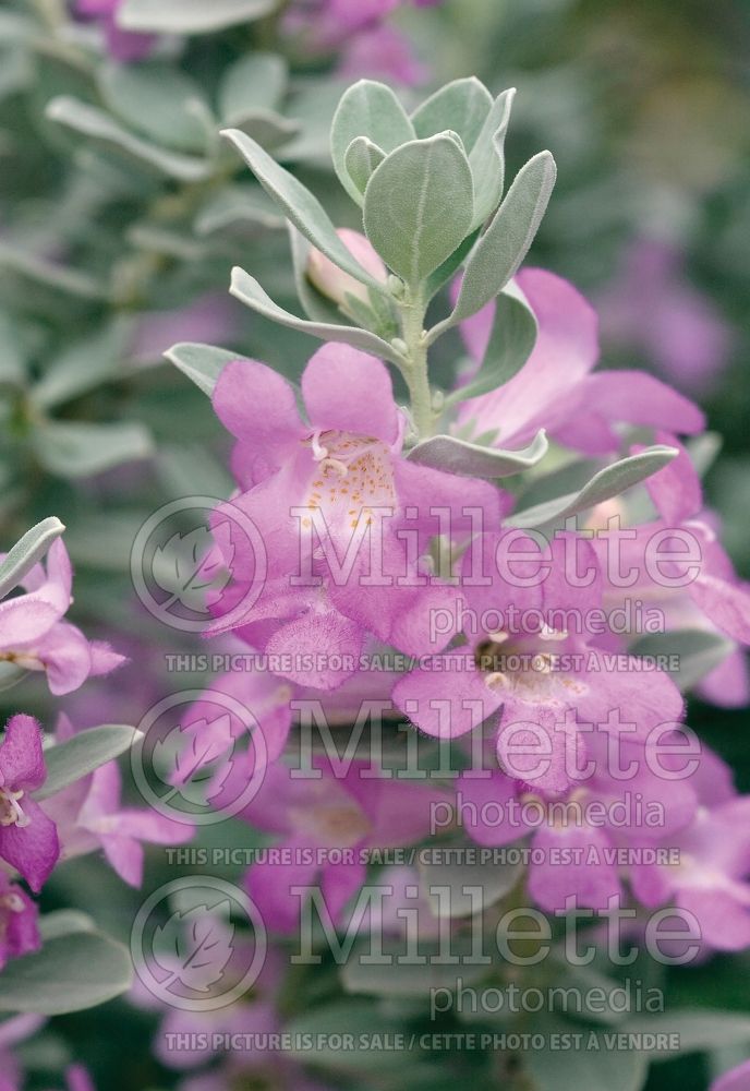 Leucophyllum Silverado (Texas sage , barometer bush) 1 