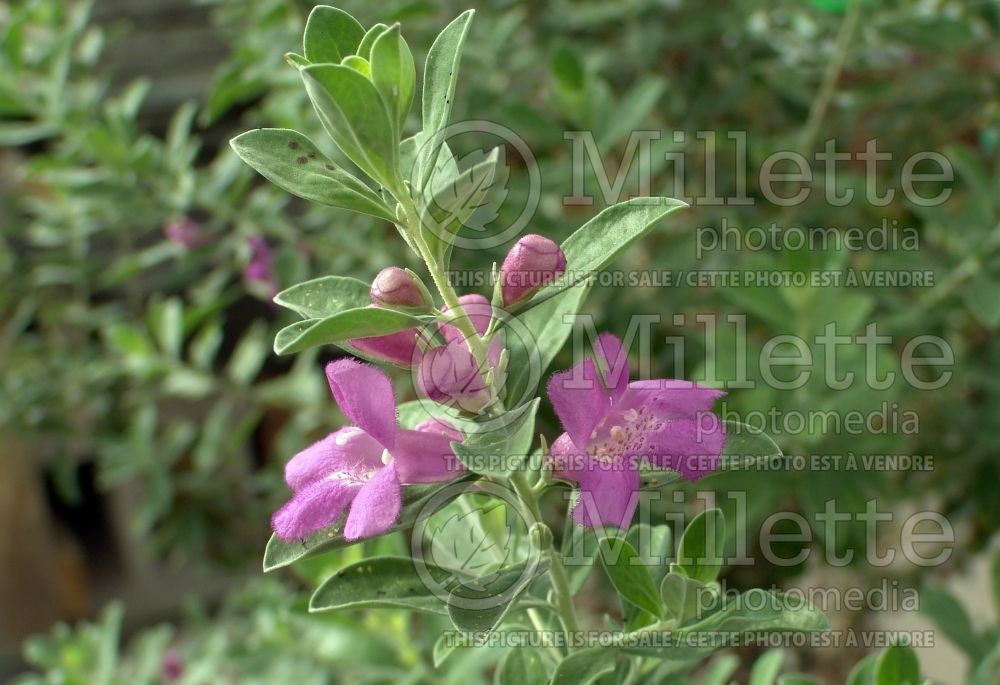 Leucophyllum frutescens (Texas sage , barometer bush) 5 