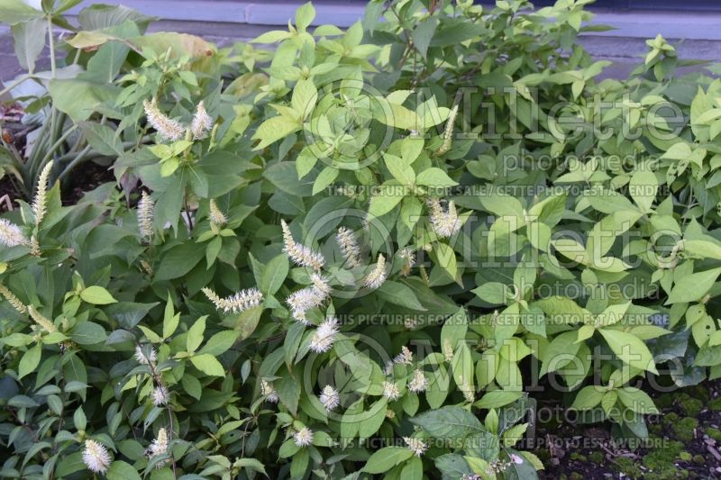 Leucosceptrum or Comanthosphace Silver Angel (Japanese Shrub Mint) 1 