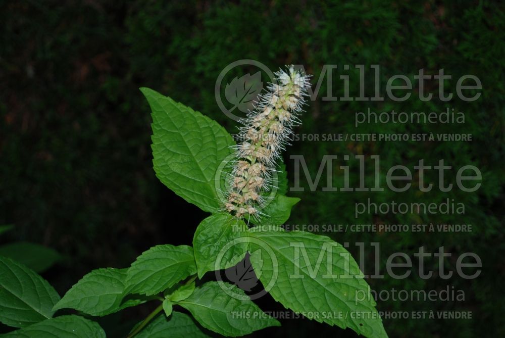 Leucosceptrum Golden Angel (Japanese Shrub Mint) 4 