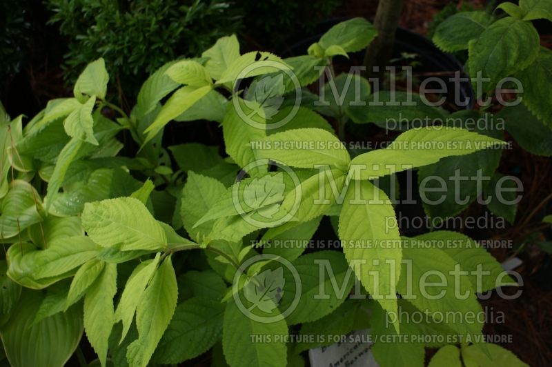 Leucosceptrum Golden Angel (Japanese Shrub Mint) 1 