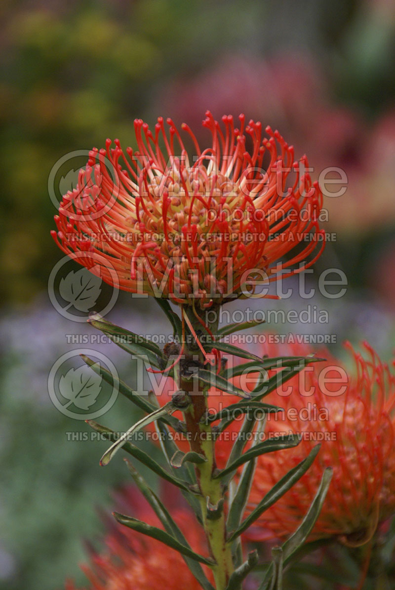 Leucospermum Succession (Pincushion) 1 