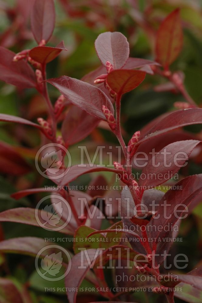 Leucothoe axillaris (Fetterbush, Dog Hobble) 1 