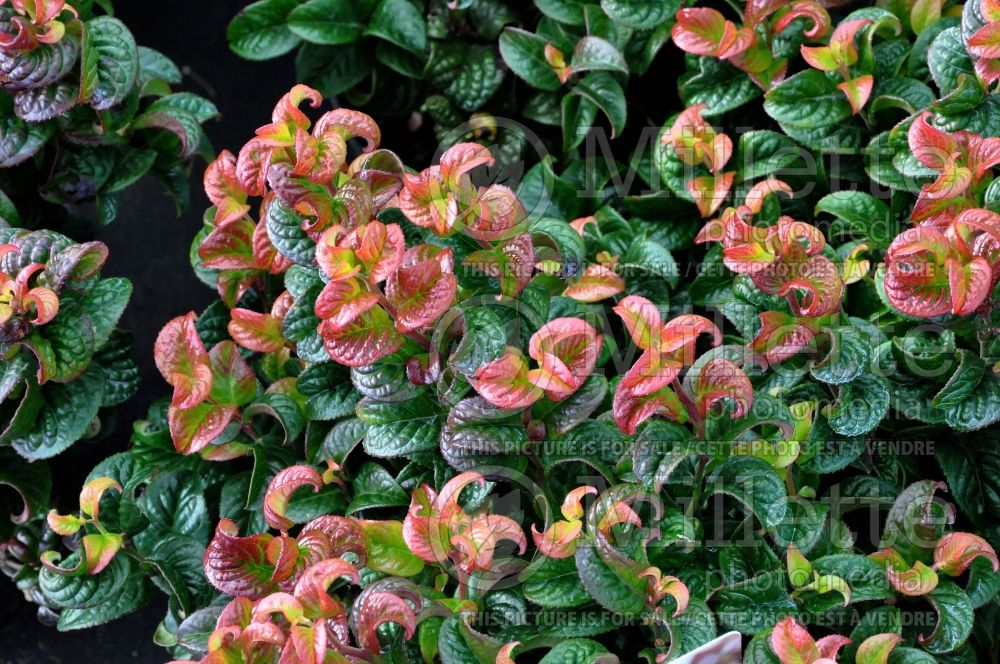 Leucothoe Curly Red (Fetterbush, Dog Hobble) 1 