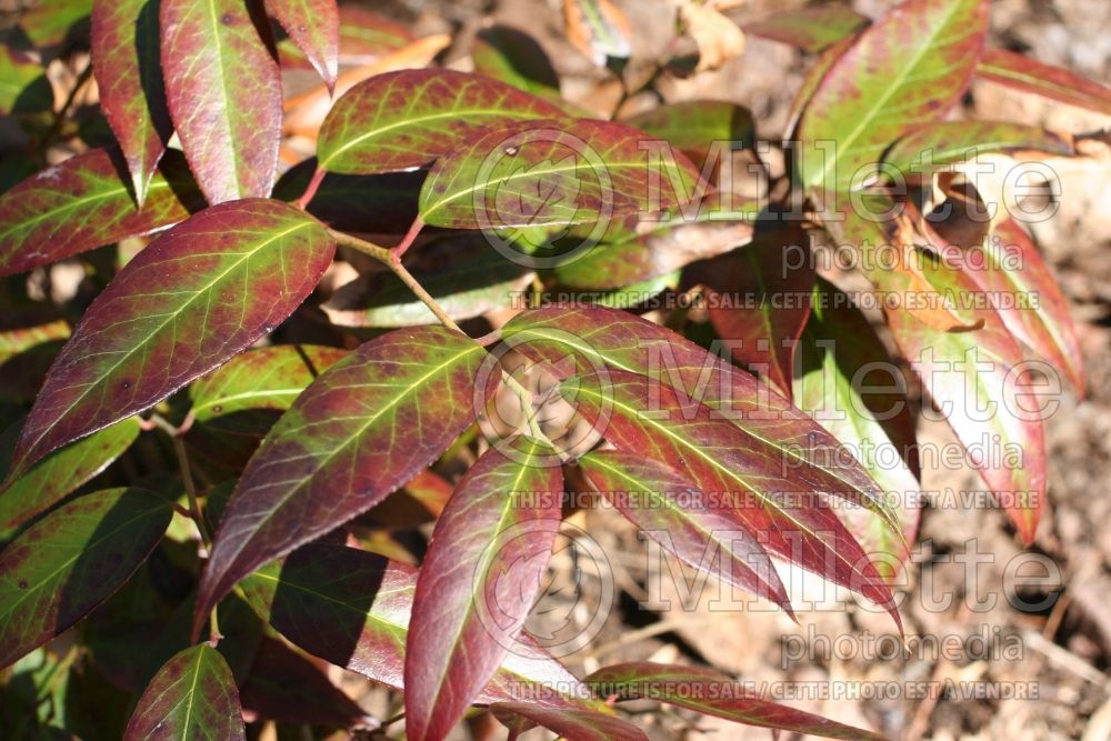 Leucothoe axillaris (Fetterbush, Dog Hobble) 4 