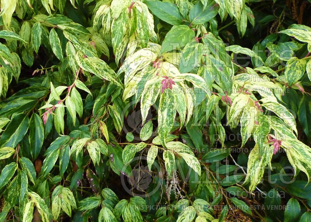 Leucothoe Rainbow (Fetterbush, Dog Hobble) 5