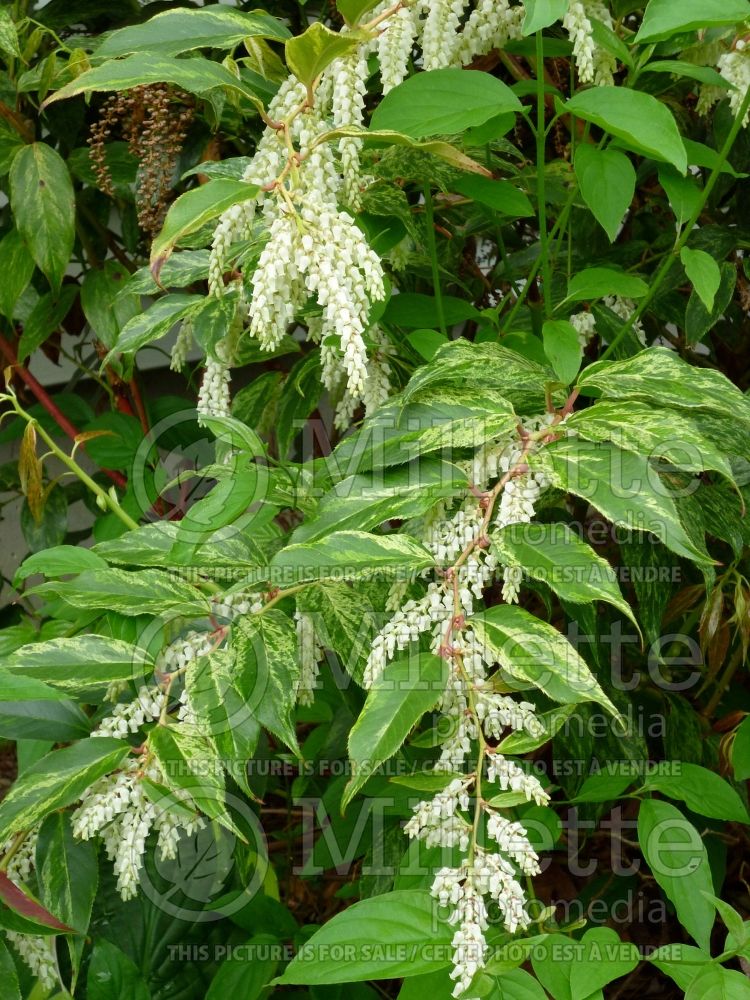 Leucothoe Rainbow (Fetterbush, Dog Hobble) 4 