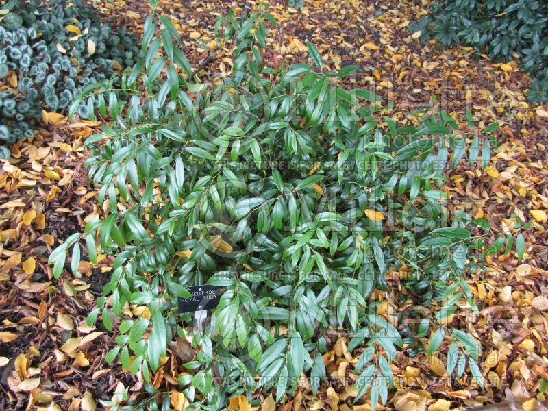 Leucothoe Royal Ruby (dog hobble, mountain doghobble, switch ivy) 1