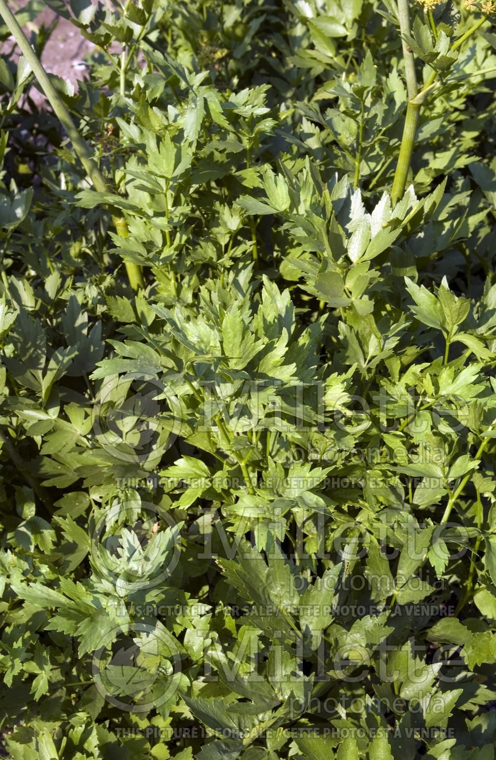 Levisticum officinale (Lovage) 1