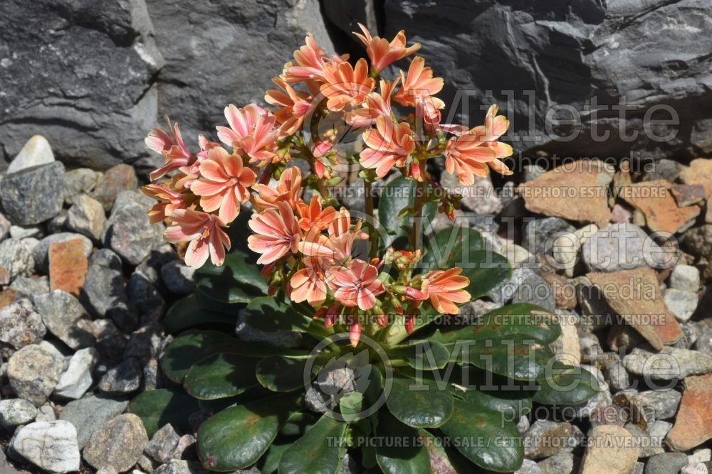 Lewisia Constant Coral (Bitter Root) 2 