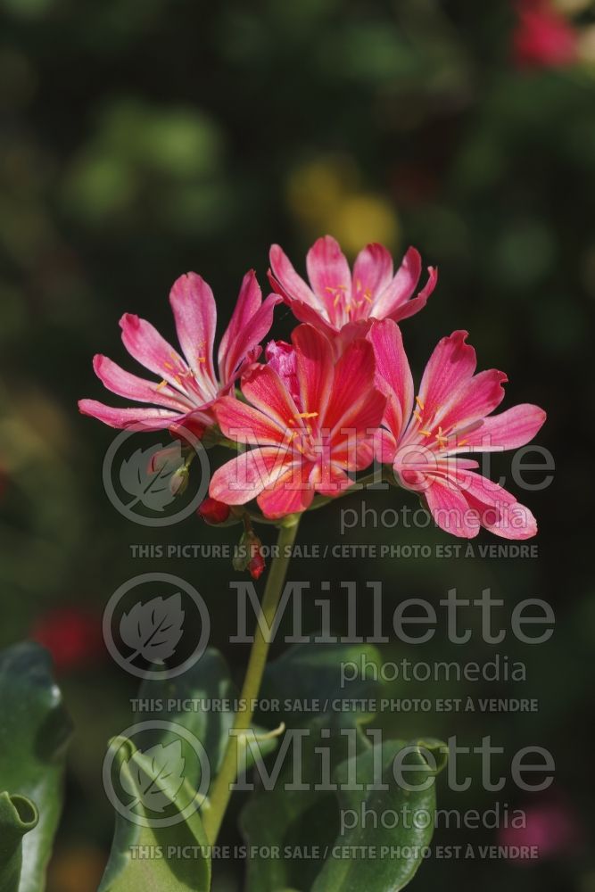 Lewisia Elise (Lewisia) 2 