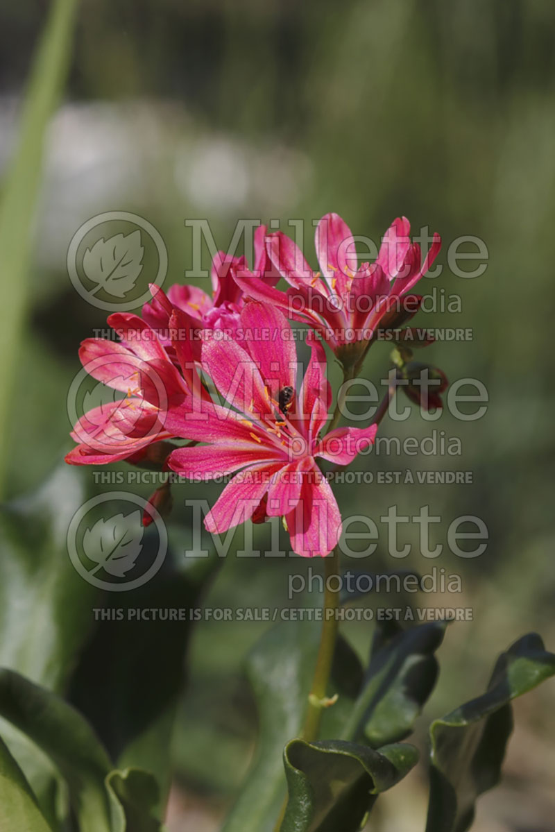 Lewisia Elise (Lewisia) 5 