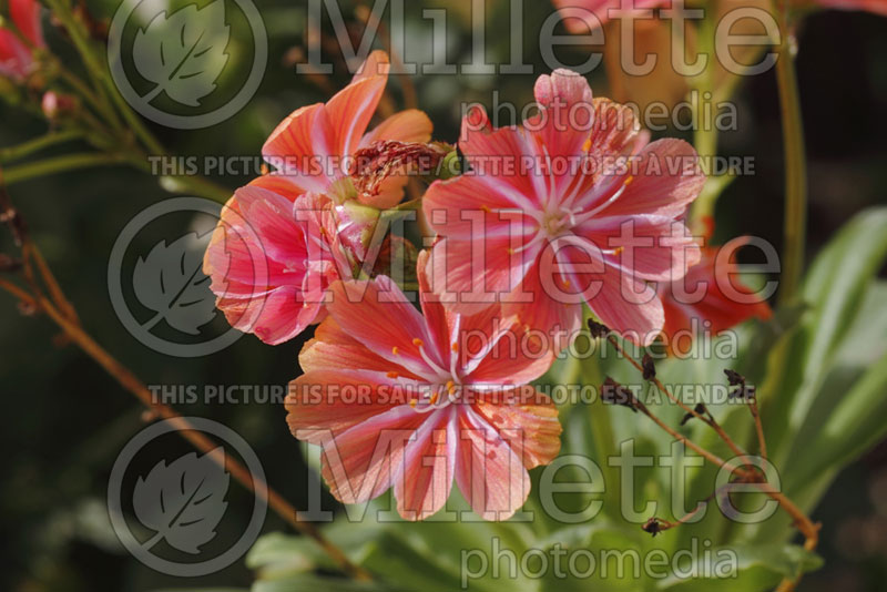 Lewisia Elise (Lewisia) 4 