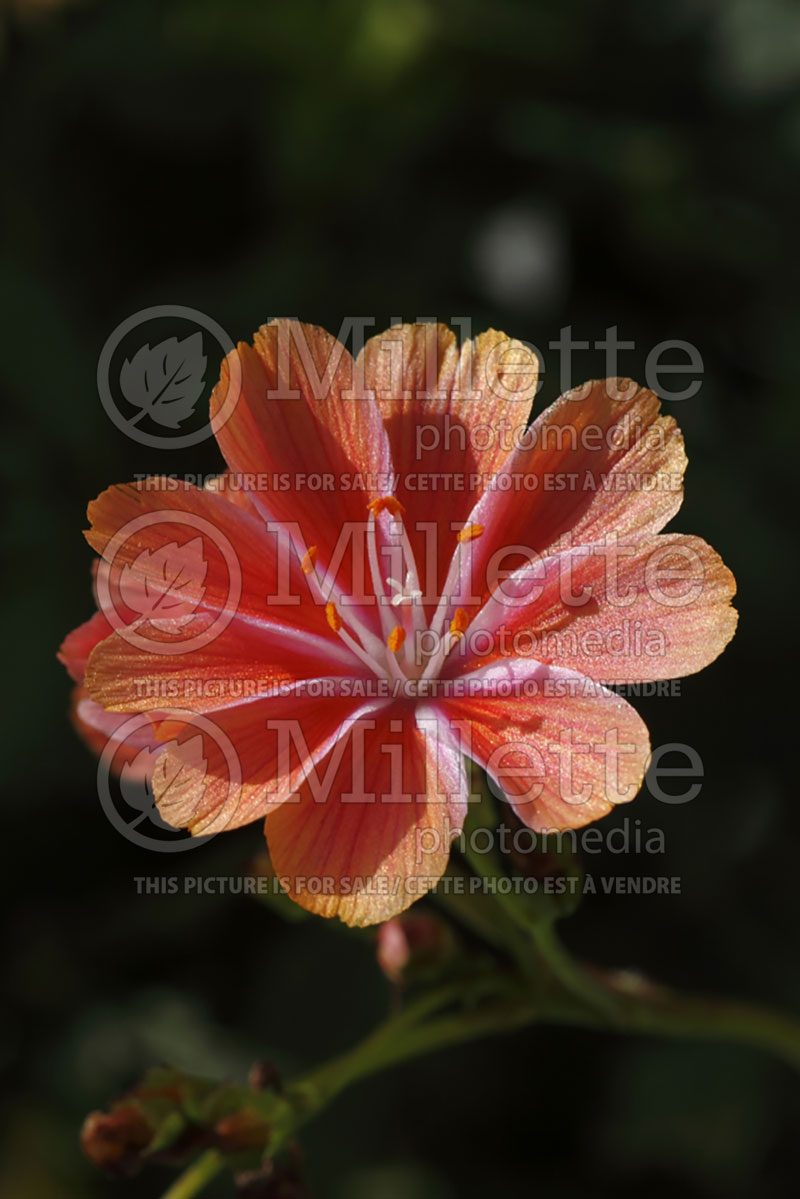 Lewisia Elise (Lewisia) 3 