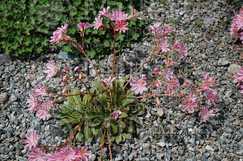 Lewisia cotyledon (Bitter Root)  2