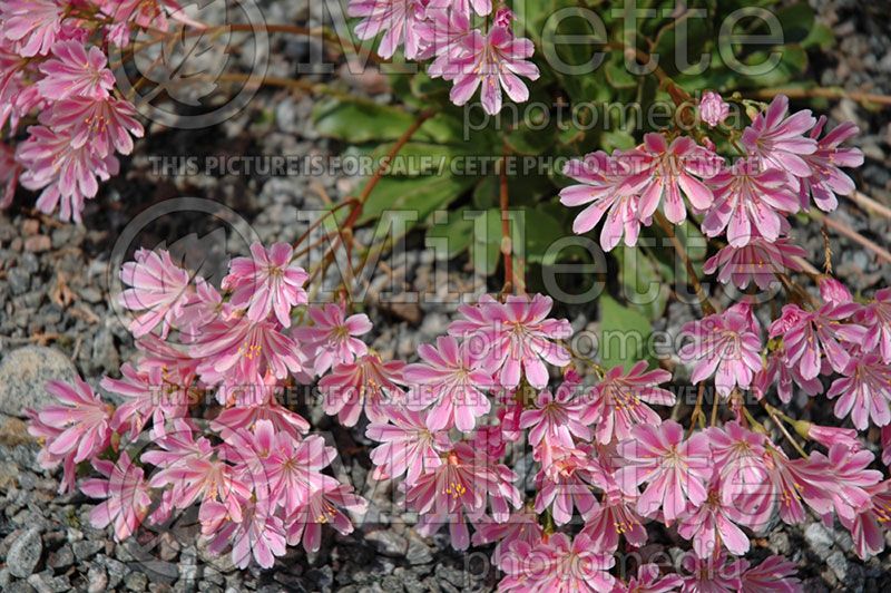 Lewisia cotyledon (Bitter Root)  3