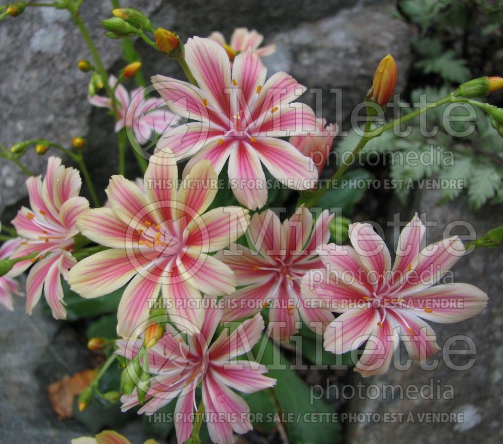 Lewisia cotyledon (Bitter Root)  4