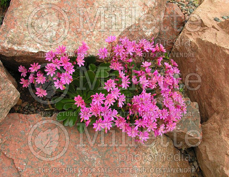 Lewisia cotyledon (Bitter Root)  5