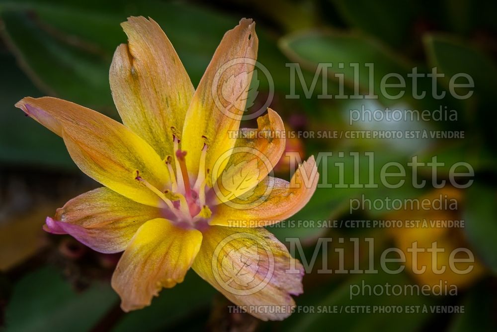 Lewisia Little Peach (Bitter Root) 6 