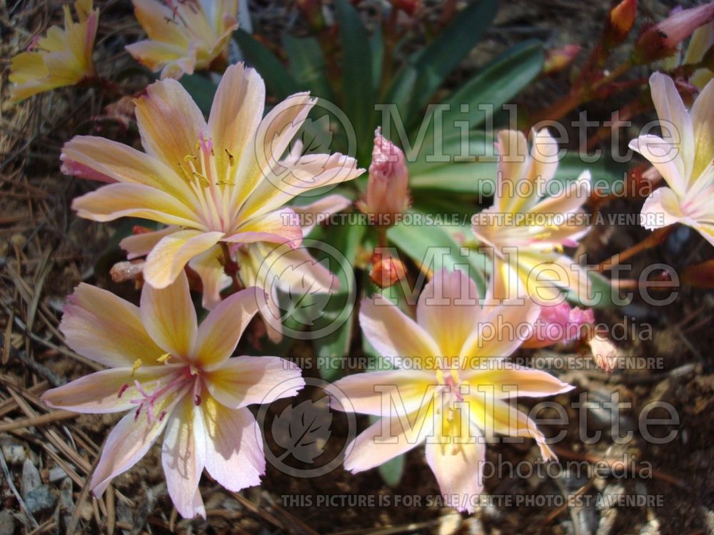 Lewisia Little Peach (Bitter Root) 1 