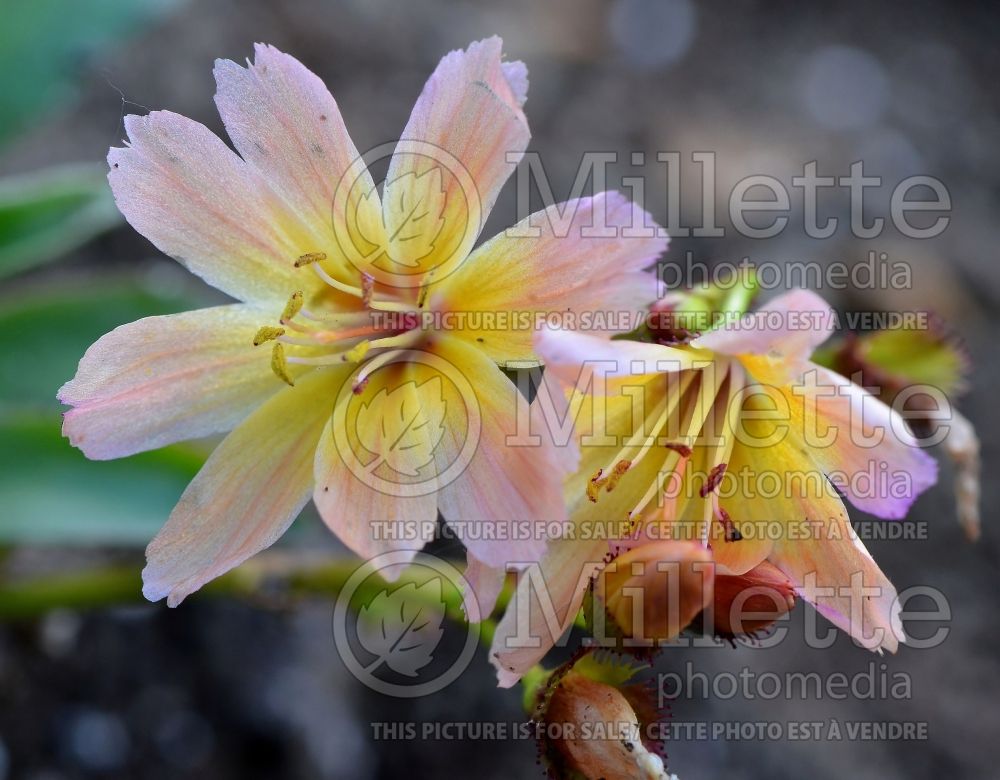 Lewisia Little Peach (Bitter Root) 4 