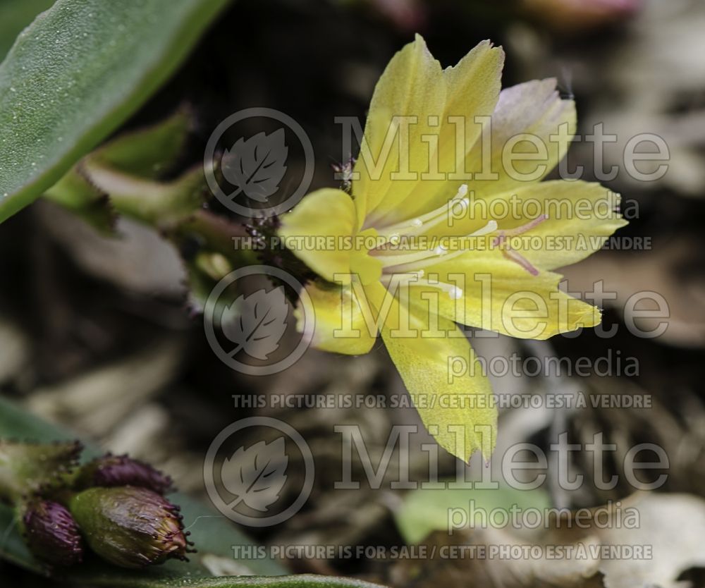 Lewisia Little Peach (Bitter Root) 3 