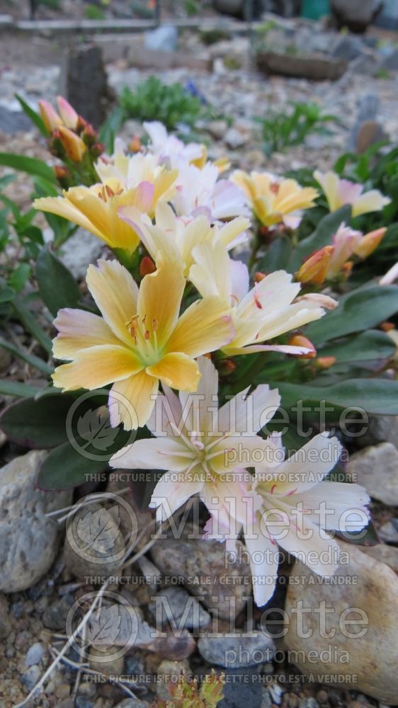 Lewisia Little Peach (Bitter Root) 7 