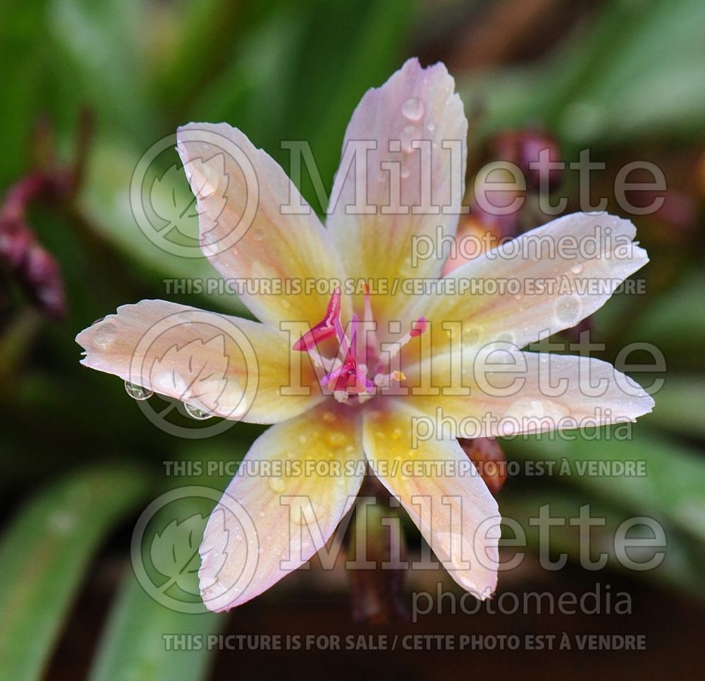 Lewisia Little Peach (Bitter Root) 5 