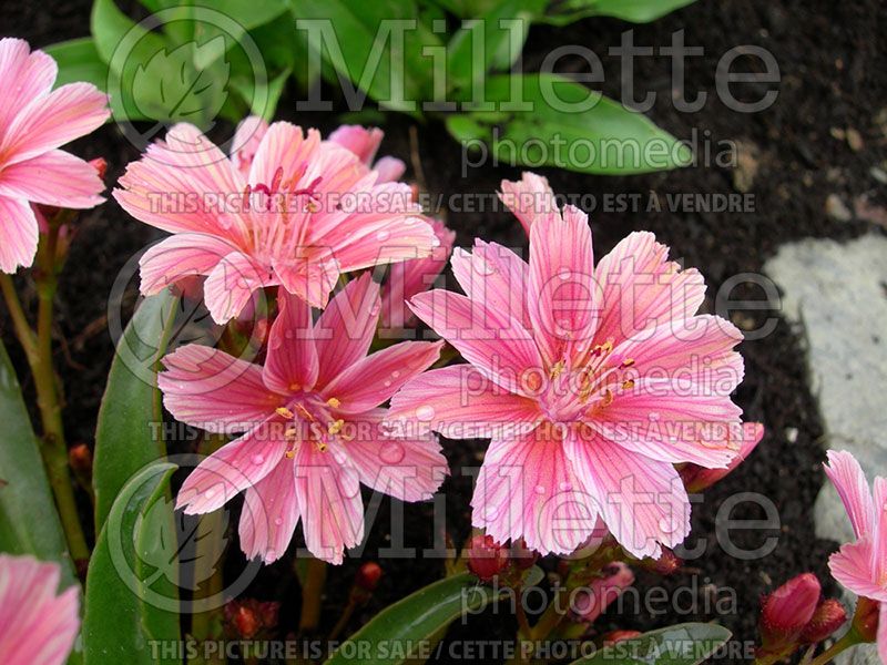 Lewisia Little Plum (Bitter Root)  2