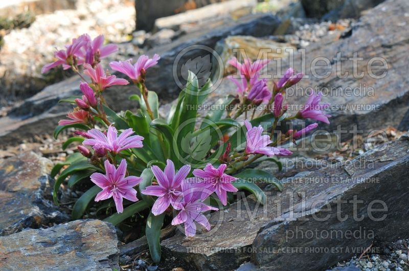 Lewisia Little Plum (Bitter Root) 3 