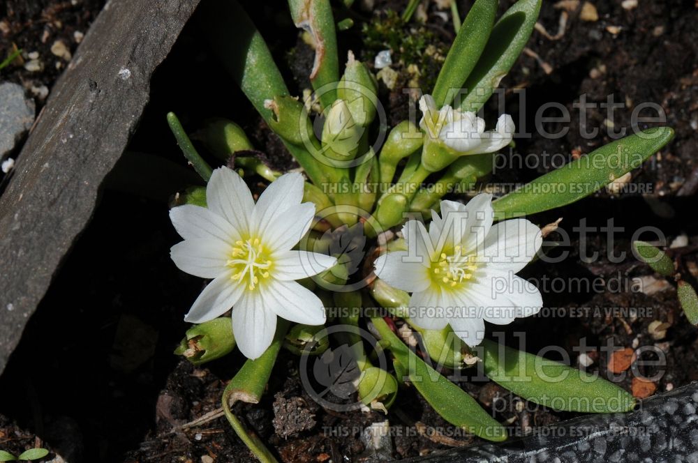 Lewisia nevadensis (Nevada lewisia) 1 