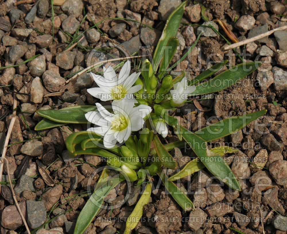 Lewisia nevadensis (Nevada lewisia) 2 