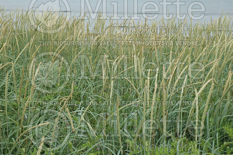 Leymus mollis (American dunegrass) 1  