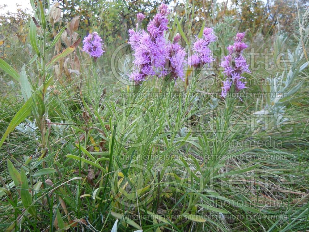 Liatris punctata (gayfeather, dotted blazingstar) 4