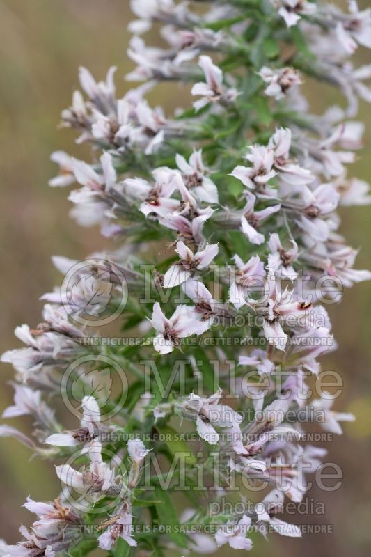 Liatris elegans (Pink-scale blazing star) 1 